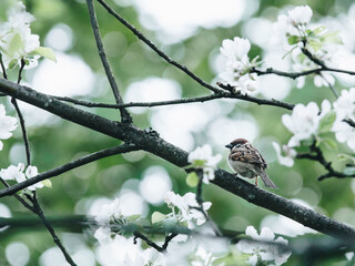 外地车进入兰州限不限号